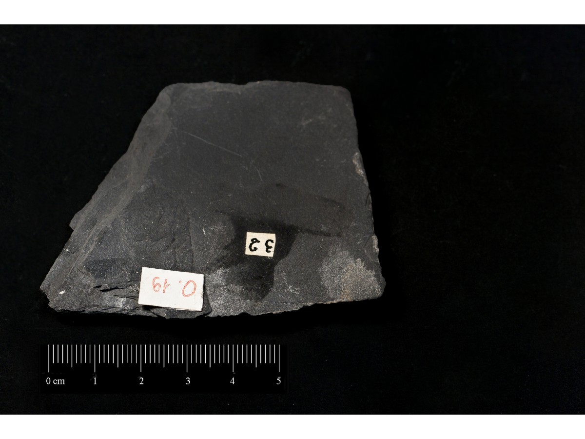Fossile (invertebrato, associazione fossile)