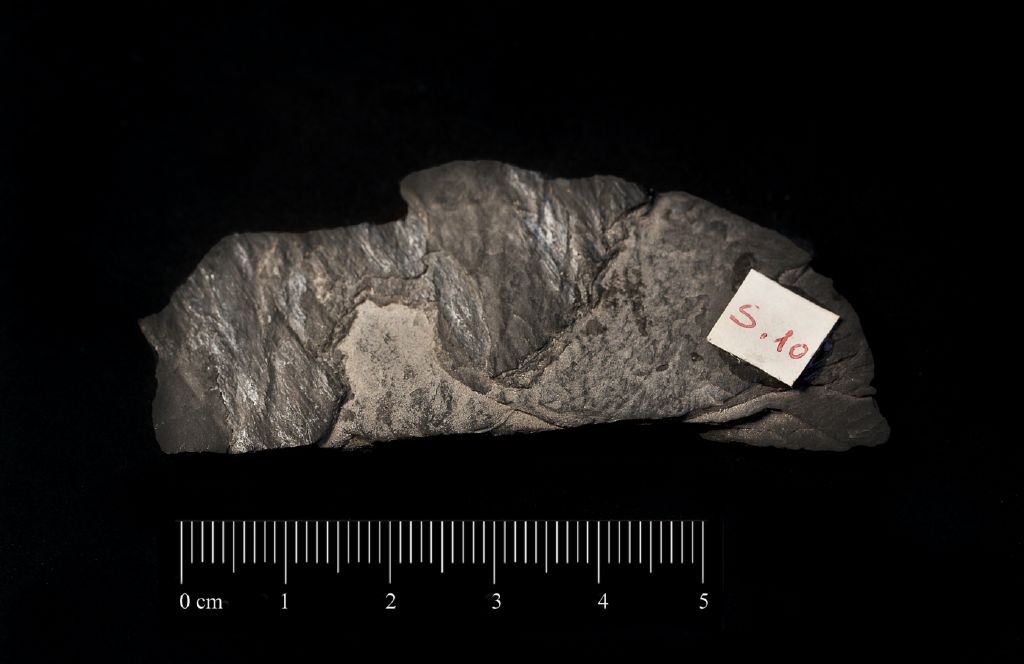 Fossile (invertebrato, associazione fossile)