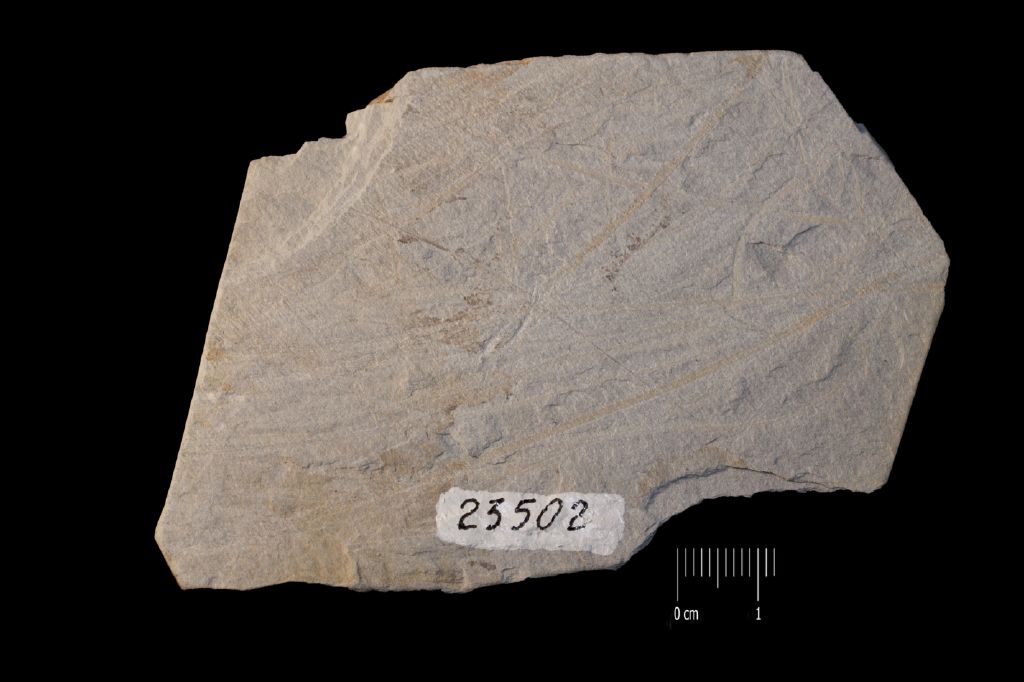 Fossile (invertebrato, associazione fossile)