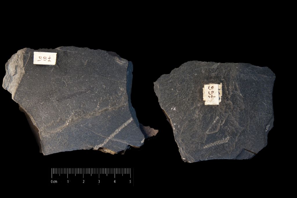Fossile (invertebrato, associazione fossile)