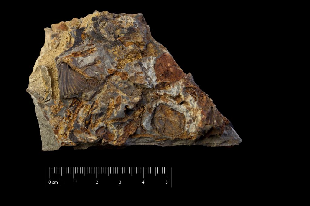Fossile (invertebrato, esemplare)