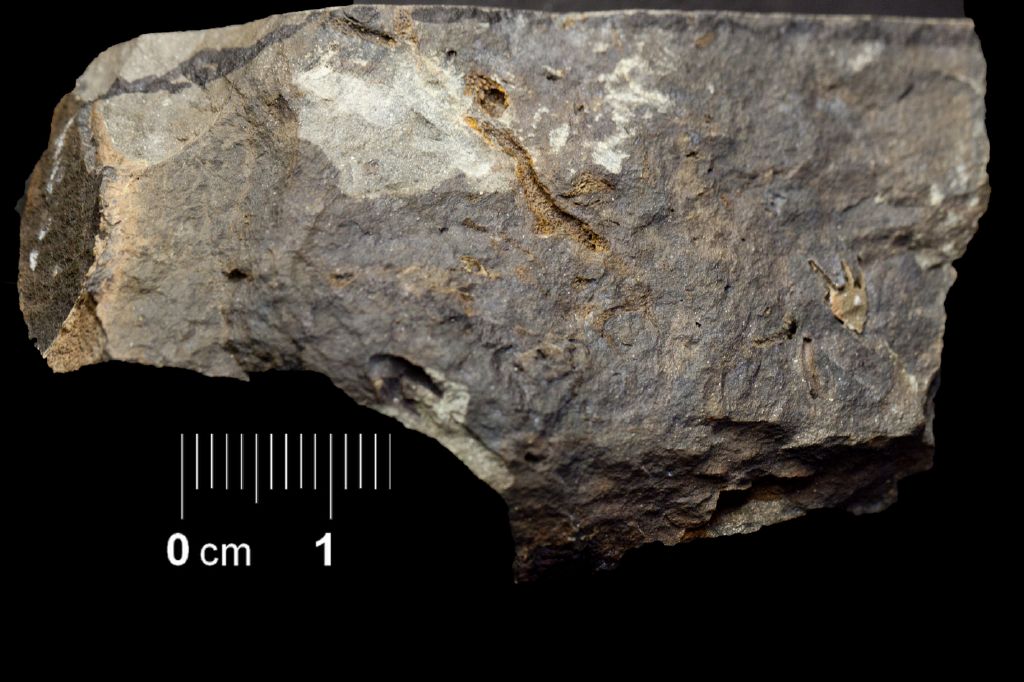Fossile (invertebrato, esemplare)
