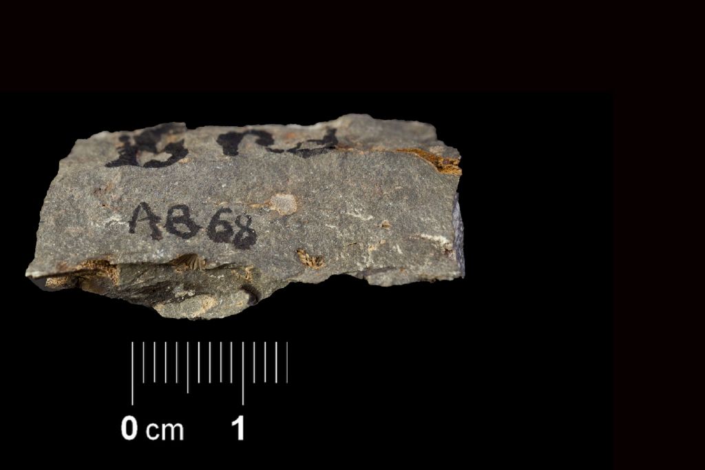 Fossile (invertebrato, esemplare)