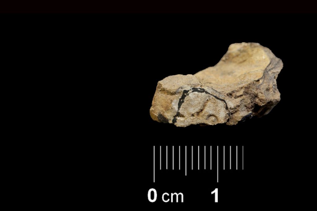 Fossile (invertebrato, esemplare)