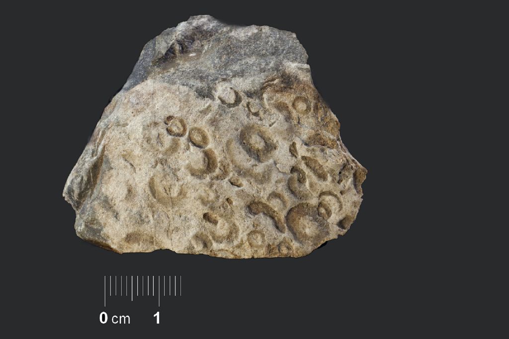 Fossile (invertebrato, associazione fossile)