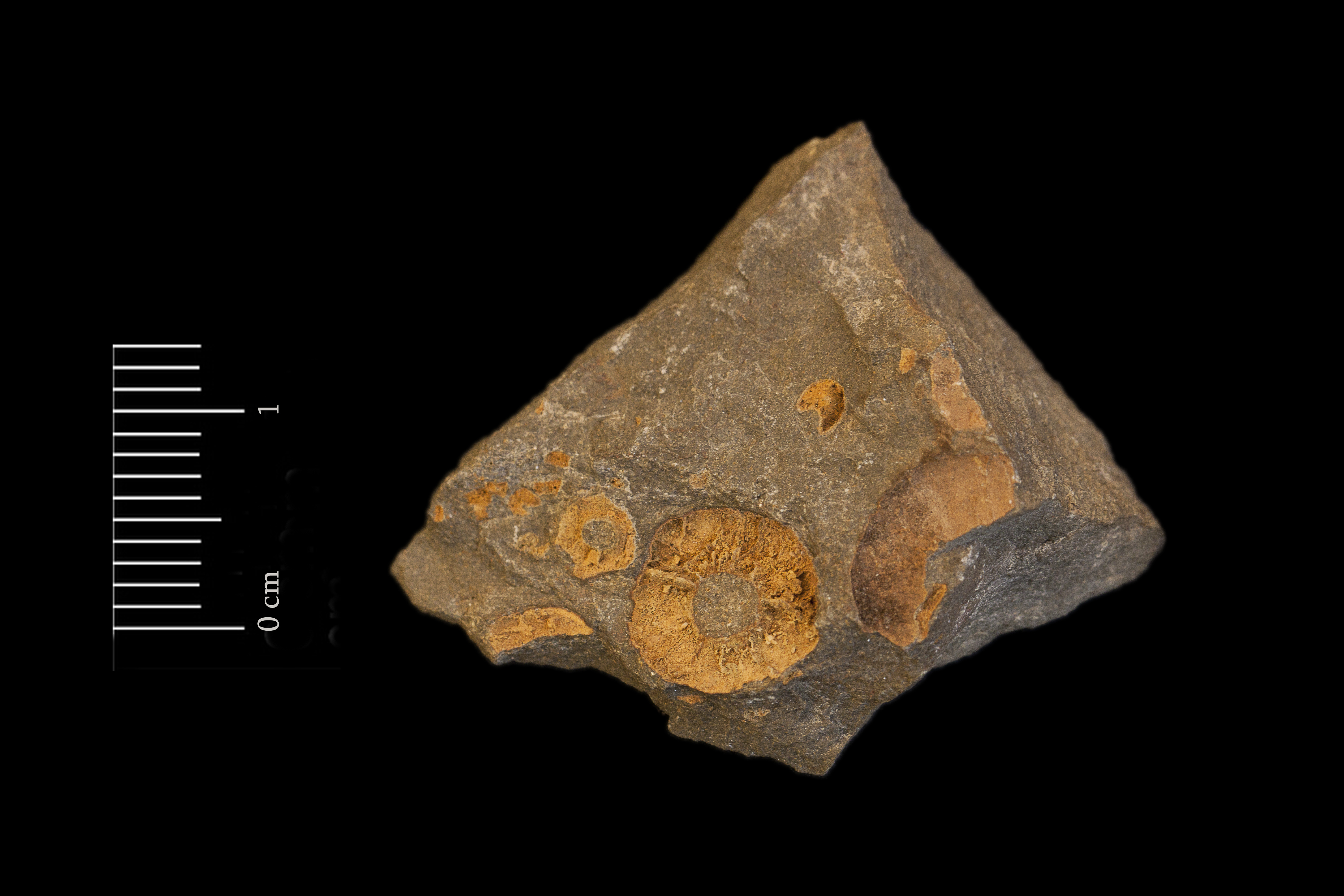 Fossile (invertebrato, associazione fossile)