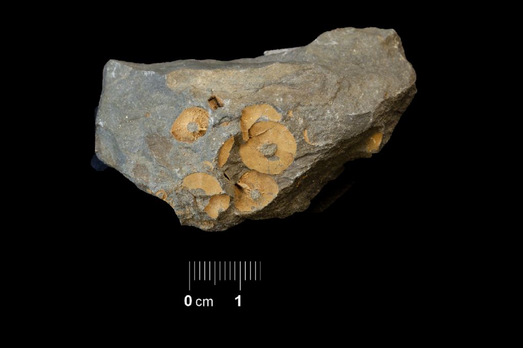 Fossile (invertebrato, associazione fossile)