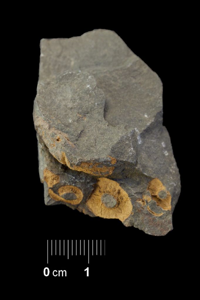 Fossile (invertebrato, associazione fossile)