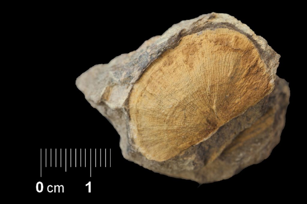 Fossile (invertebrato, esemplare)