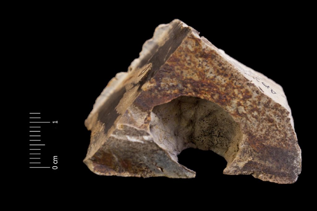 Fossile (invertebrato, esemplare)