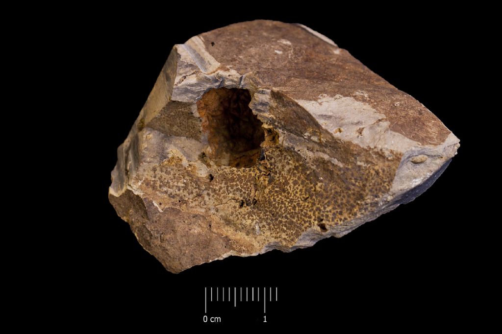 Fossile (invertebrato, esemplare)