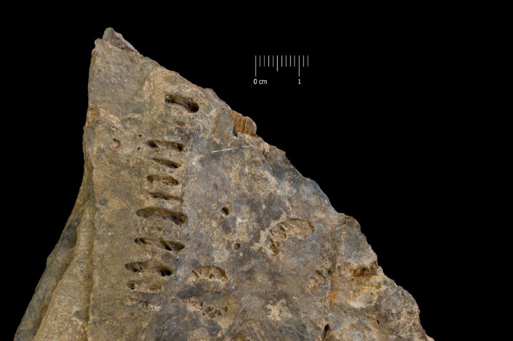 Fossile (invertebrato, esemplare)