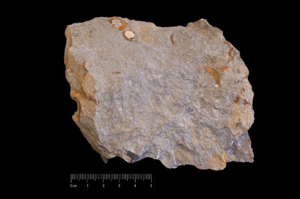 Fossile (invertebrato, associazione fossile)