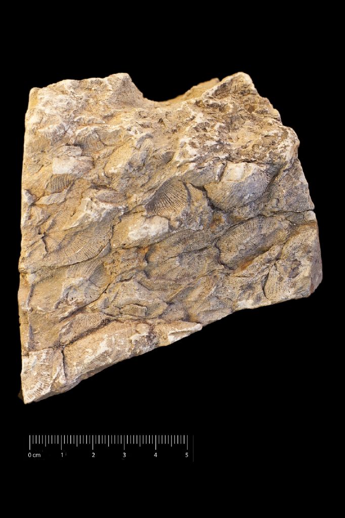 Fossile (invertebrato, esemplare)