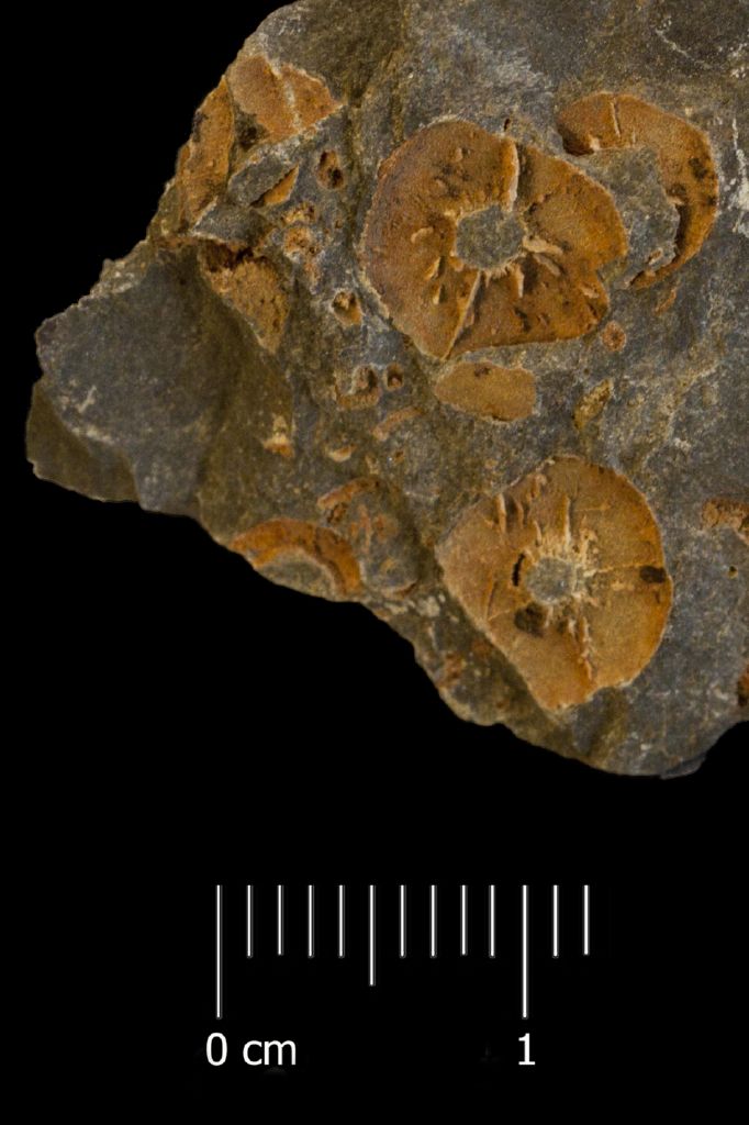 Fossile (invertebrato, associazione fossile)
