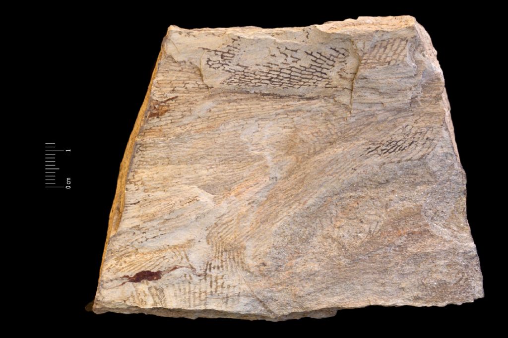 Fossile (invertebrato, associazione fossile)