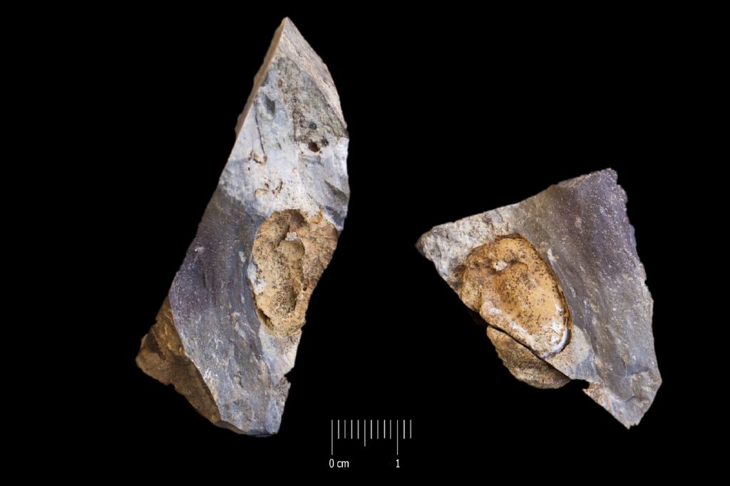 Fossile (invertebrato, esemplare)