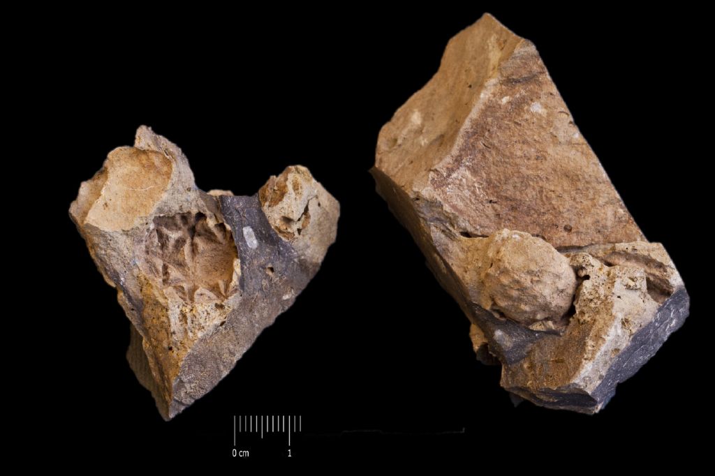 Fossile (invertebrato, esemplare)