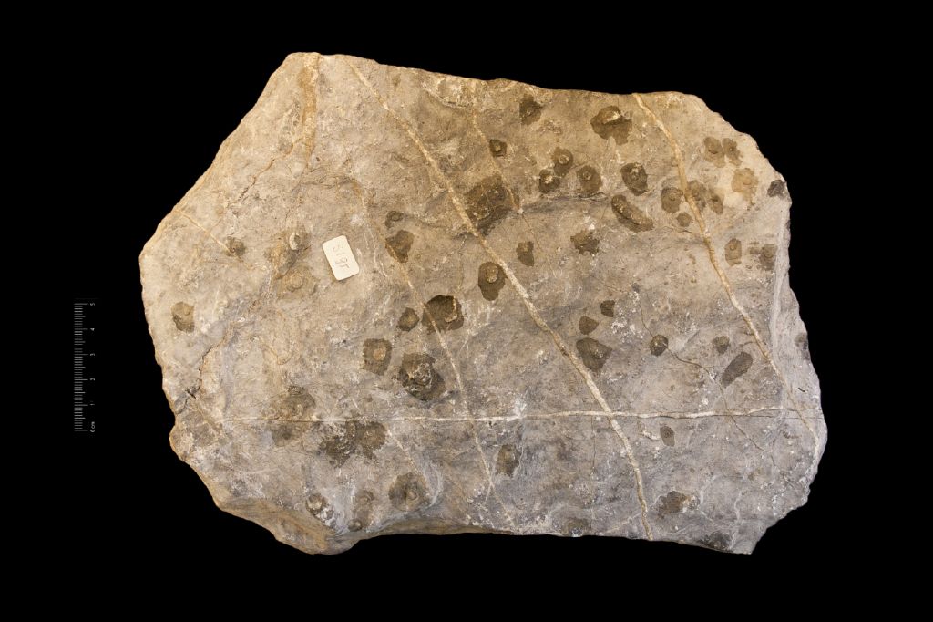 Fossile (invertebrato, associazione fossile)