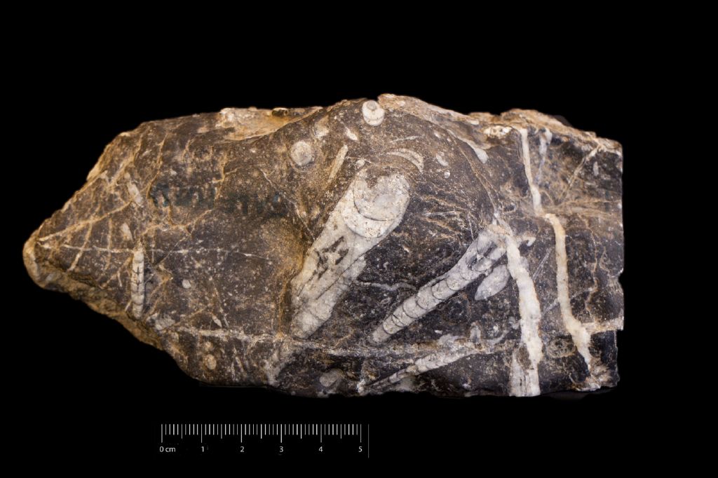 Fossile (invertebrato, associazione fossile)