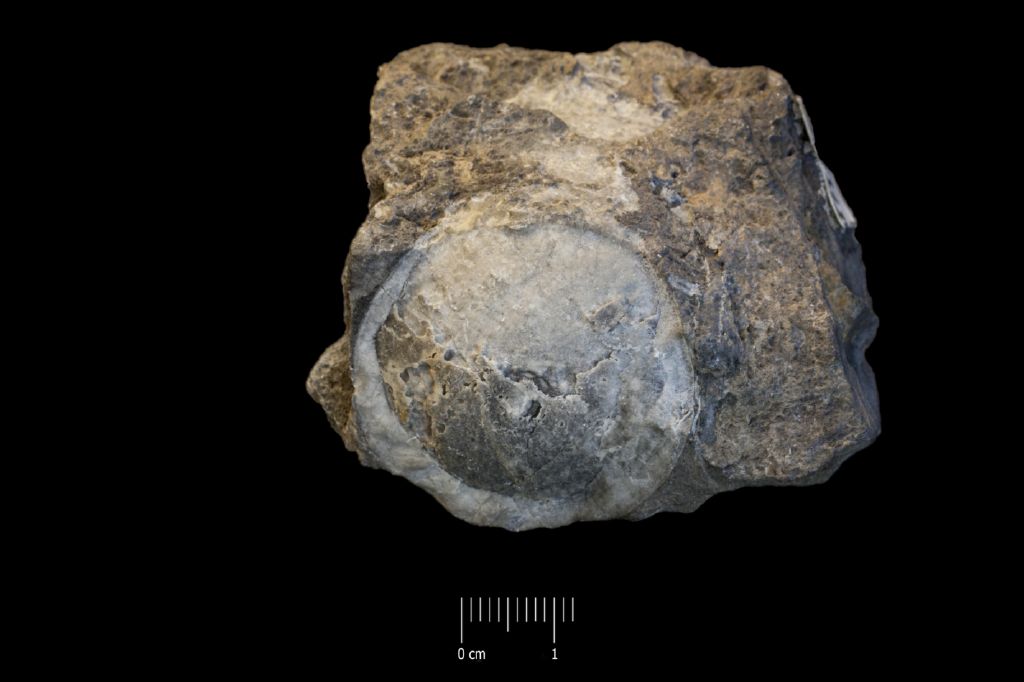 Fossile (invertebrato, esemplare)