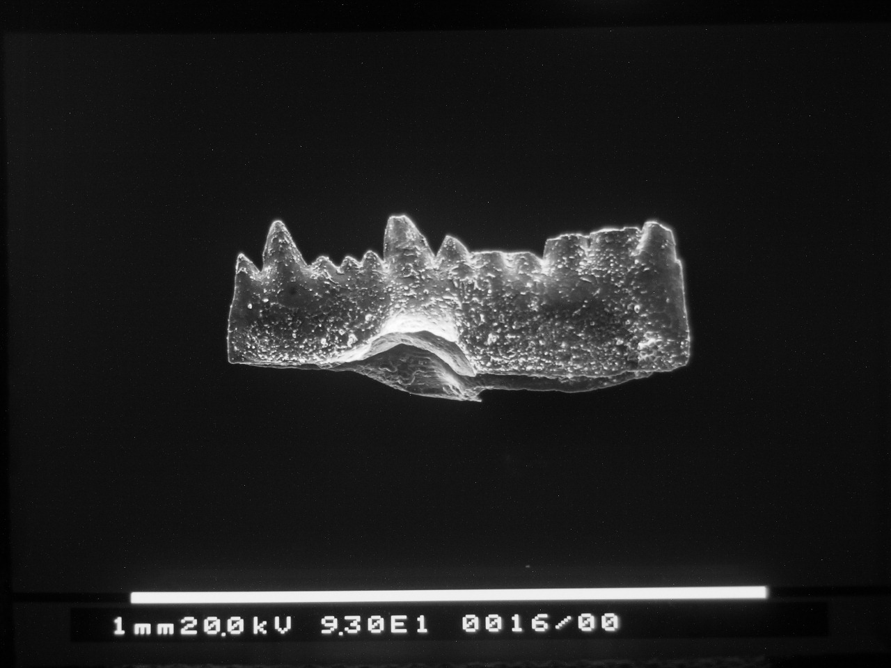 Preparato per microscopio (fossile, conodonte, esemplare)