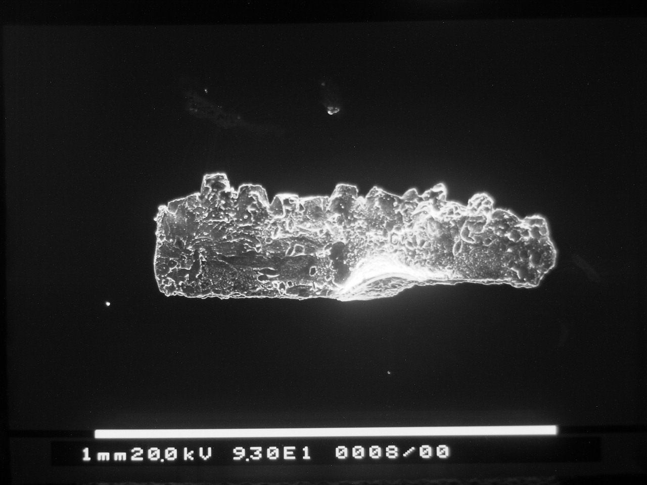 Preparato per microscopio (fossile, conodonte, esemplare)