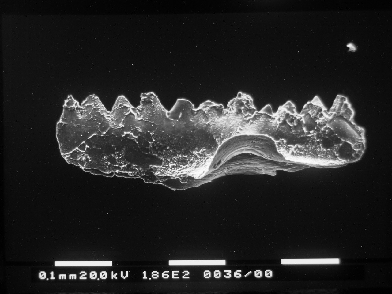 Preparato per microscopio (fossile, conodonte, esemplare)