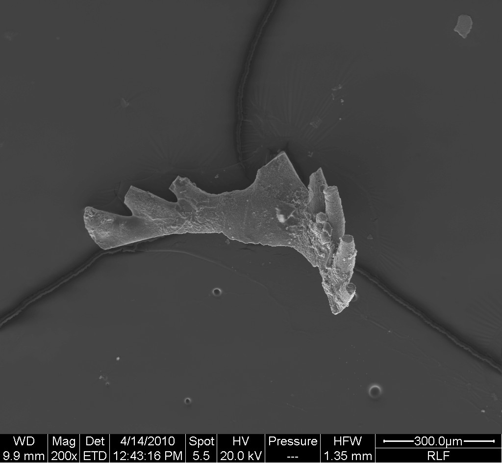 Preparato per microscopio (fossile, conodonte, esemplare)