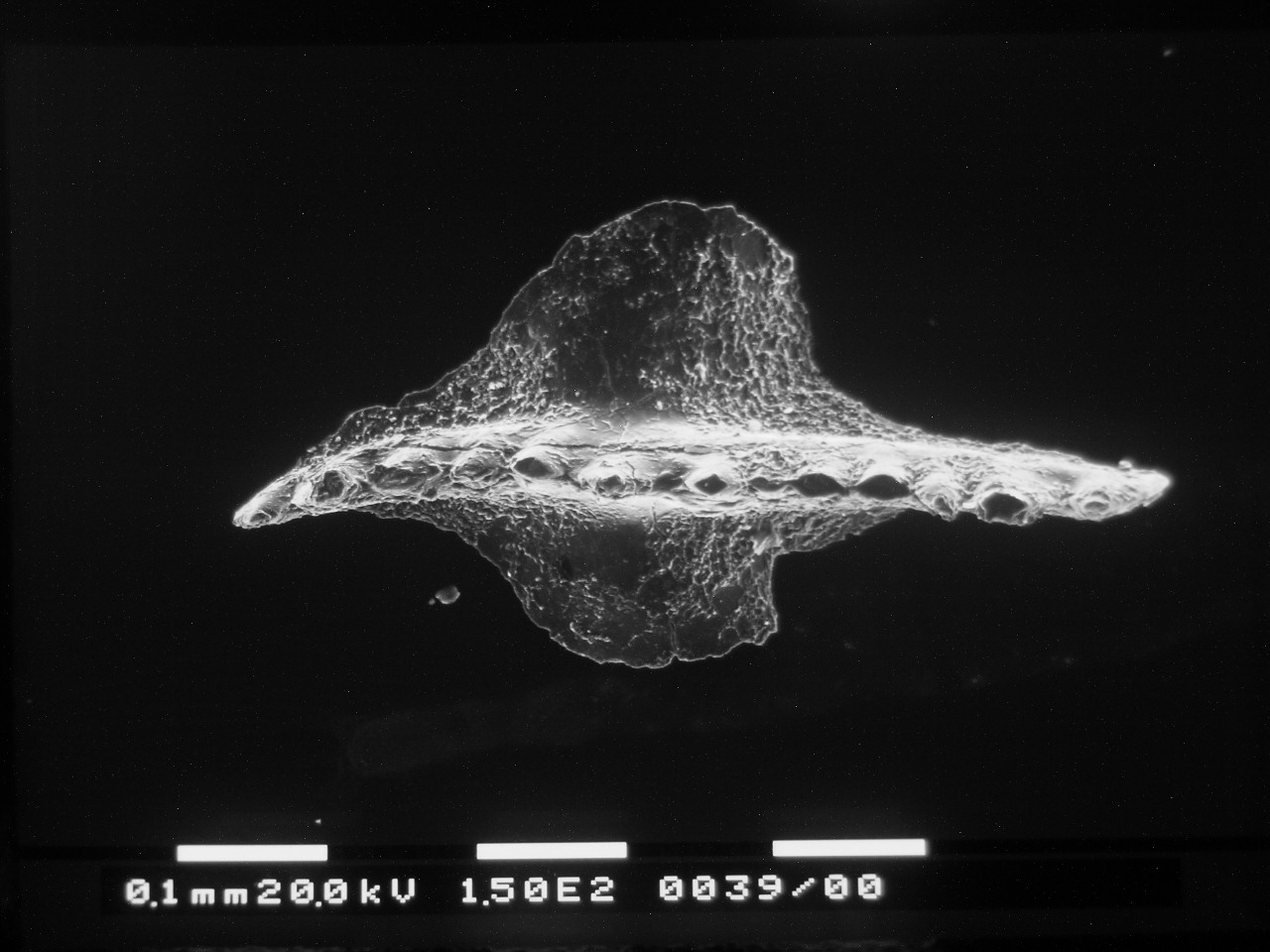 Preparato per microscopio (fossile, conodonte, esemplare)