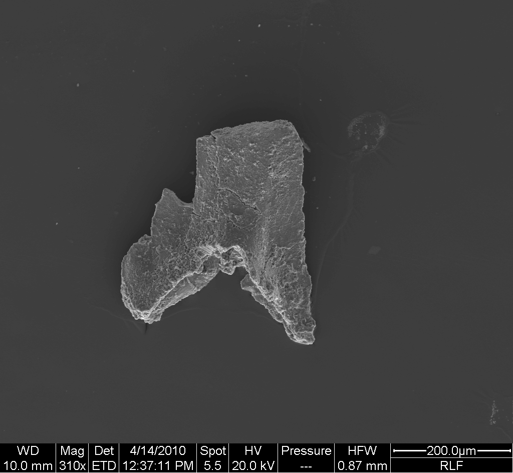 Preparato per microscopio (fossile, conodonte, esemplare)