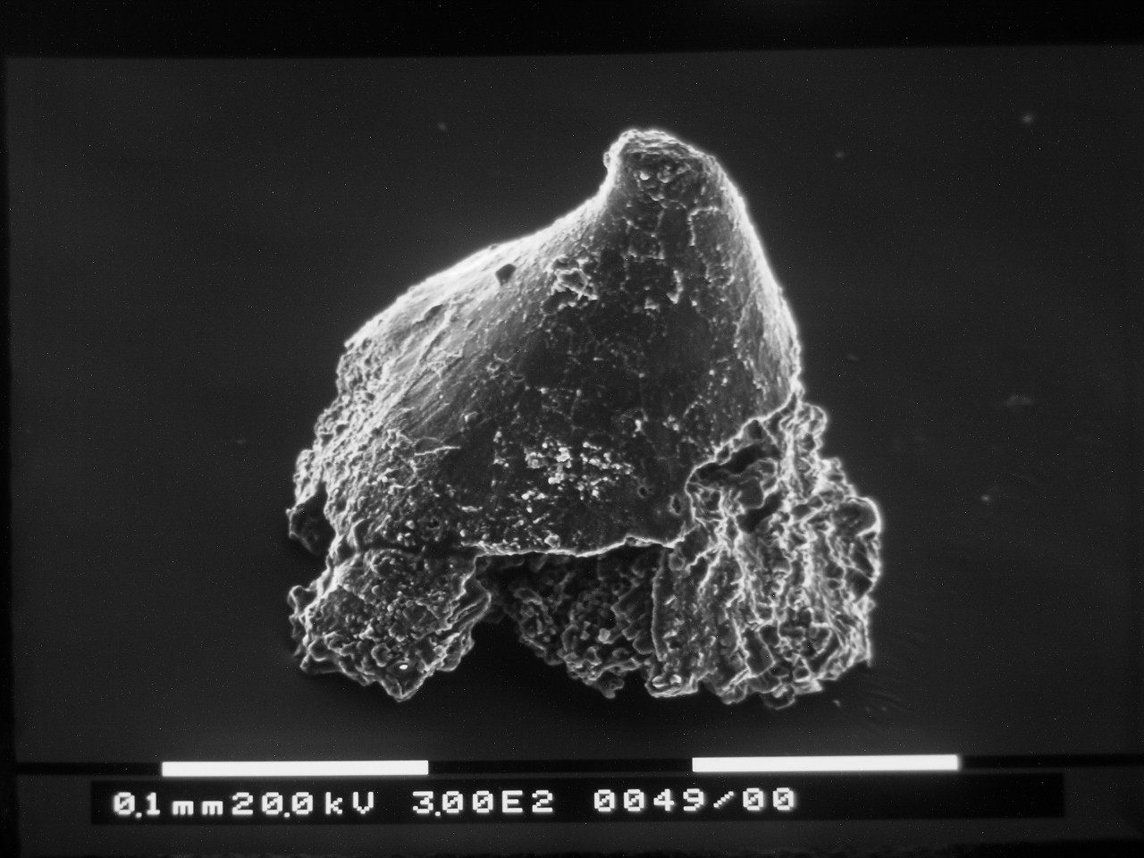 Preparato per microscopio (fossile, conodonte, esemplare)