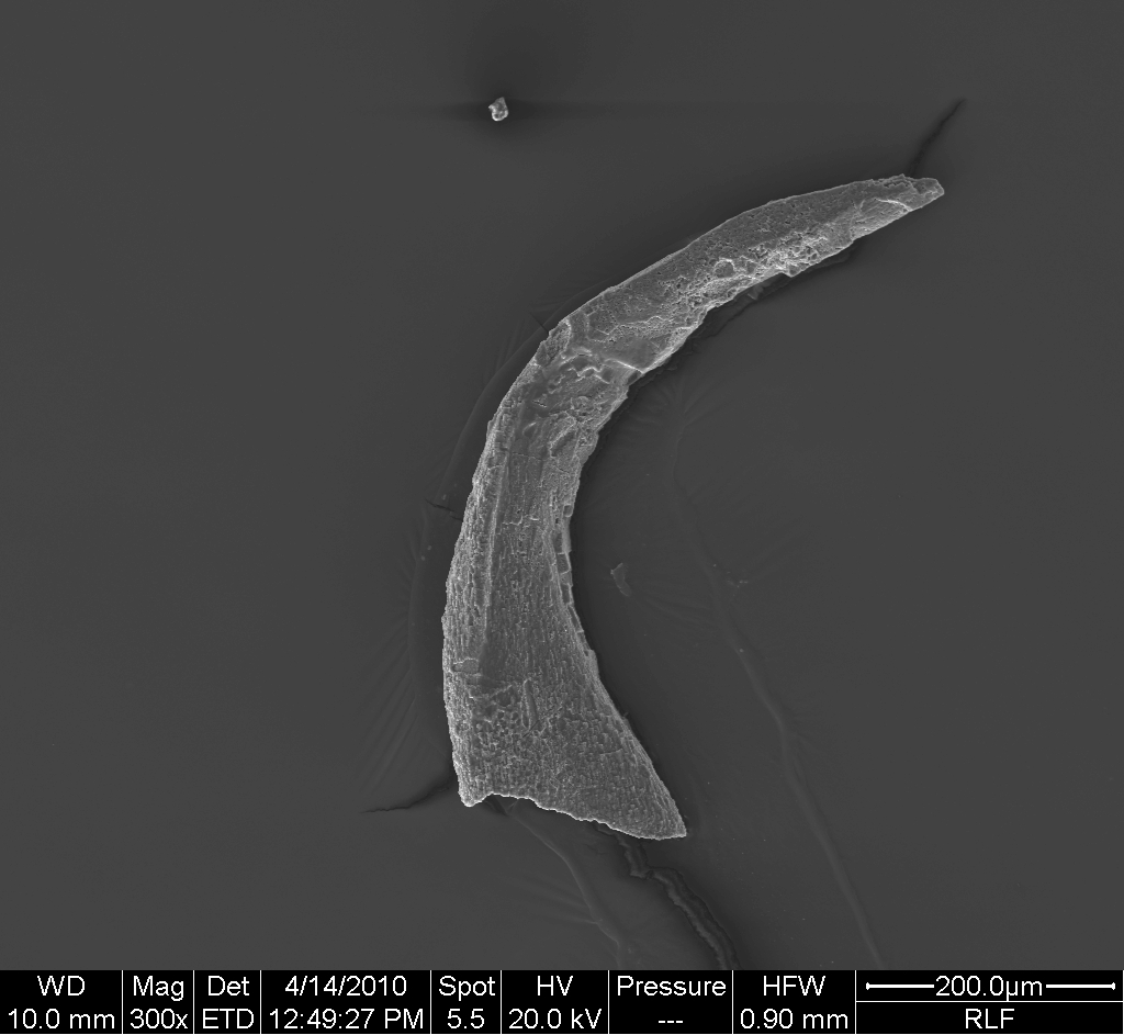 Preparato per microscopio (fossile, conodonte, esemplare)