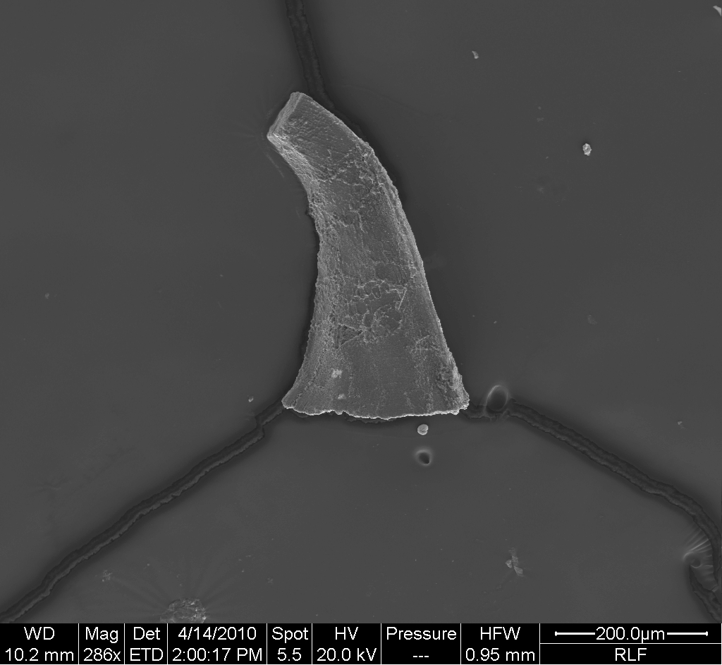 Preparato per microscopio (fossile, conodonte, esemplare)