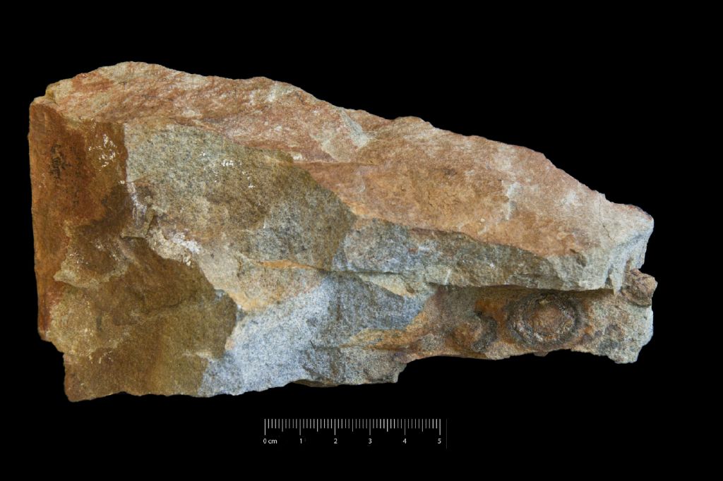 Fossile (invertebrato, associazione fossile)