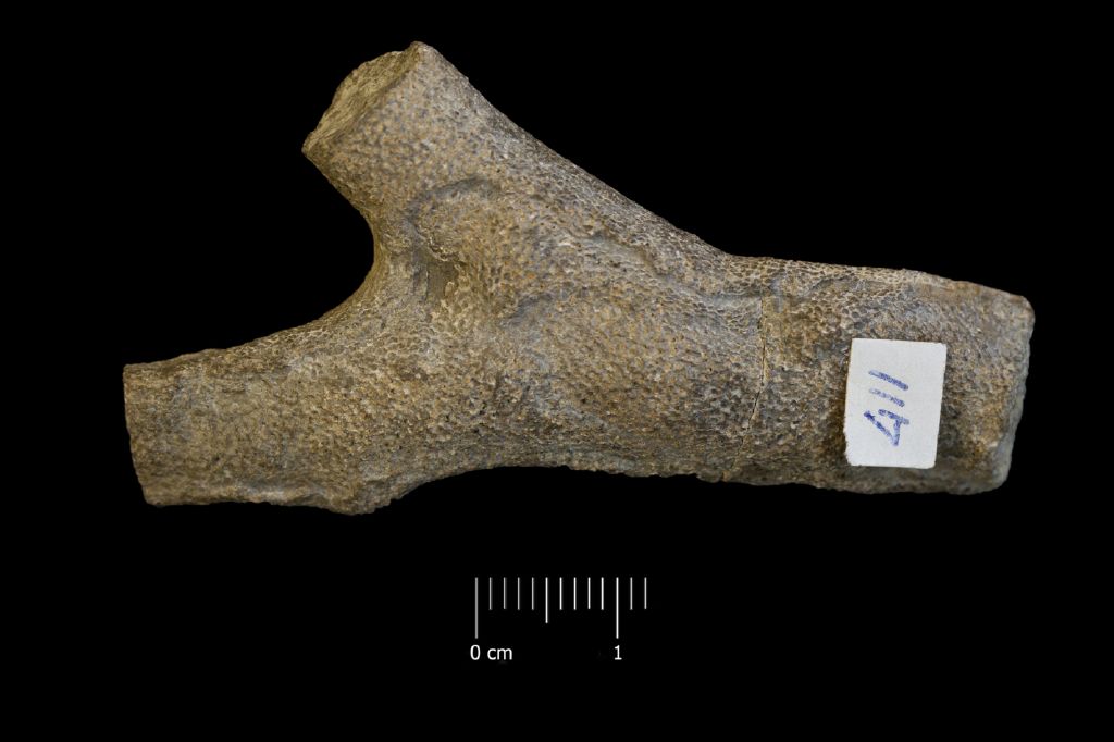 Fossile (invertebrato, esemplare)