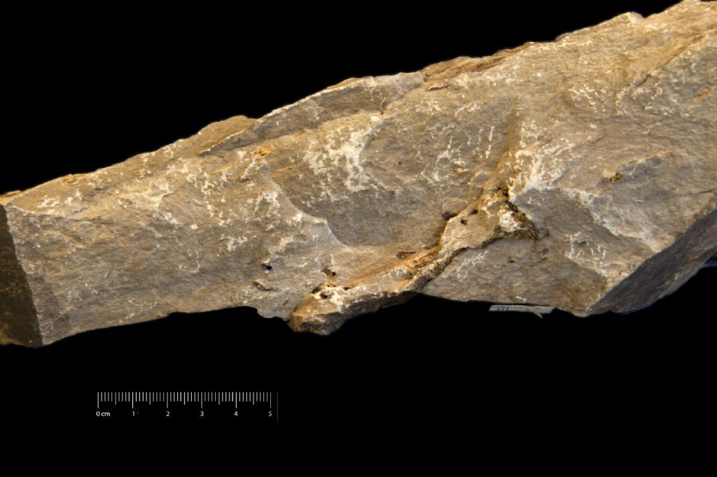 Fossile (invertebrato, briozoi, insieme)