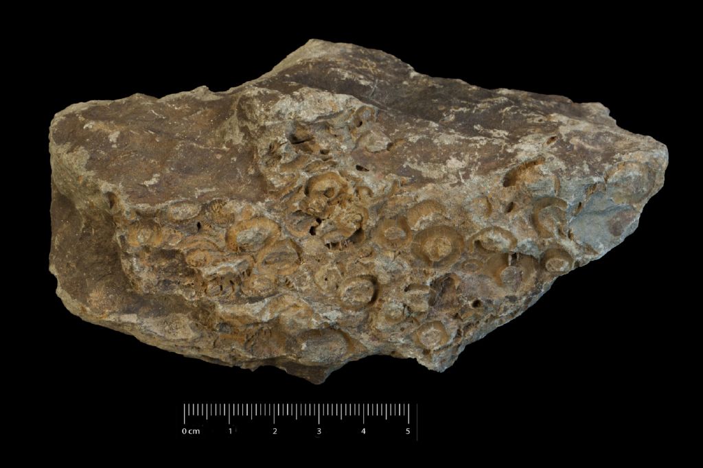 Fossile (invertebrato, collezione)