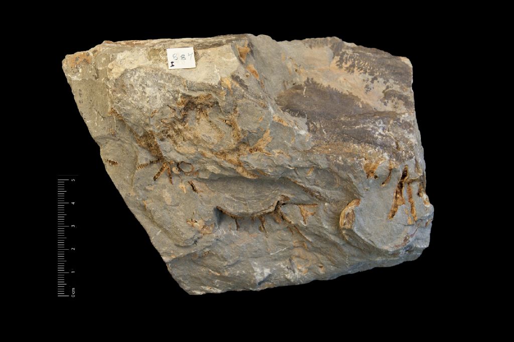 Fossile (invertebrato, associazione fossile)