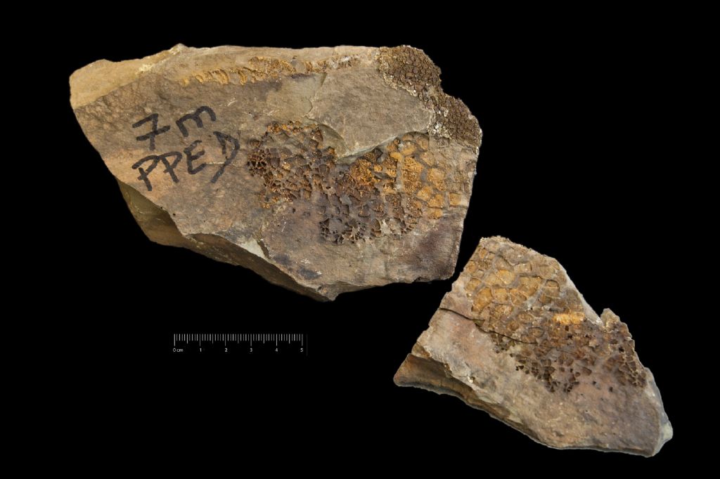Fossile (invertebrato, esemplare)