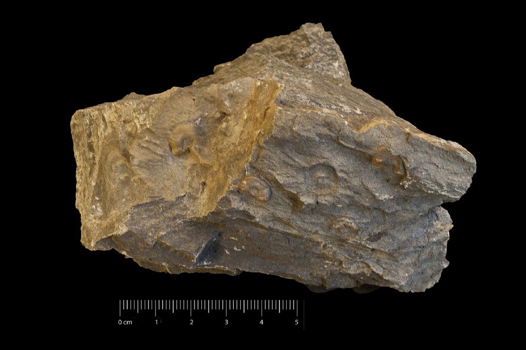Fossile (invertebrato, associazione fossile)