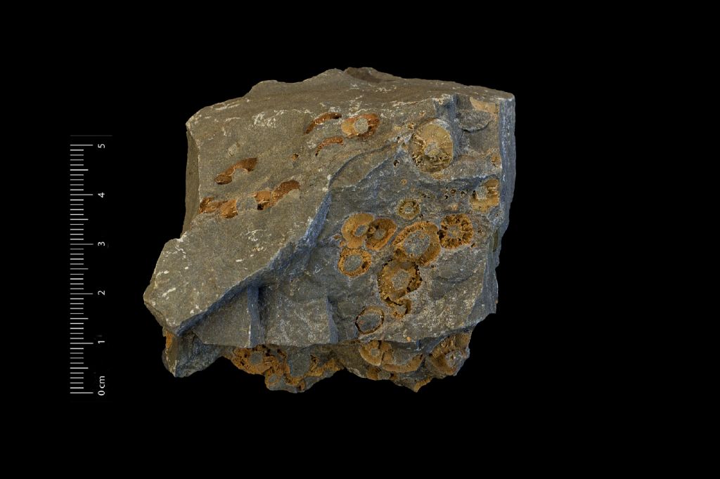 Fossile (invertebrato, associazione fossile)