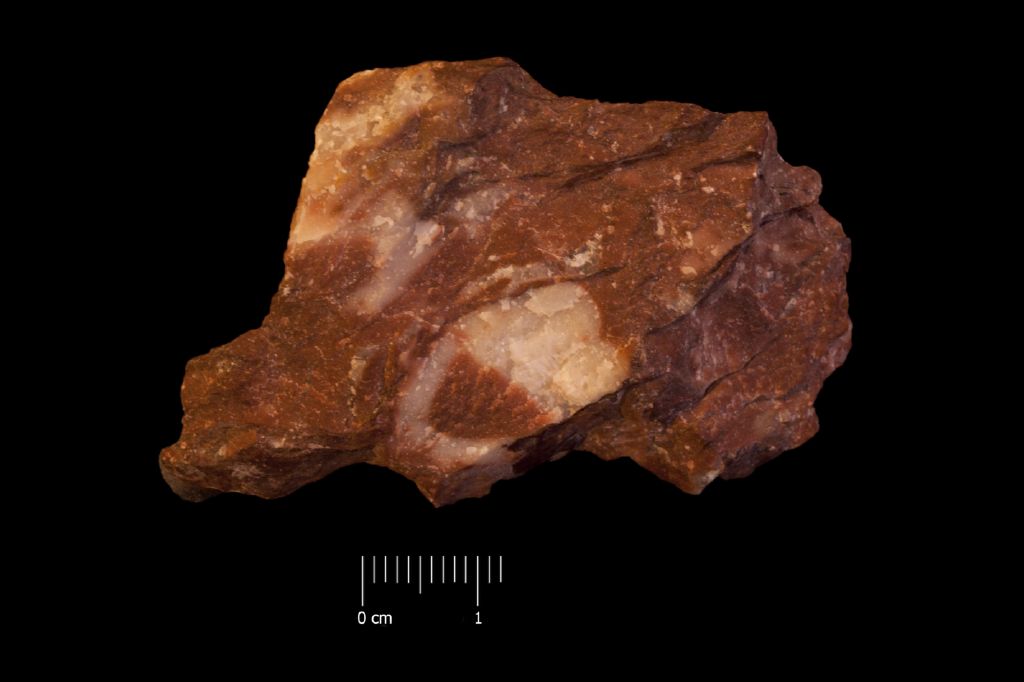 Fossile (invertebrato, esemplare)