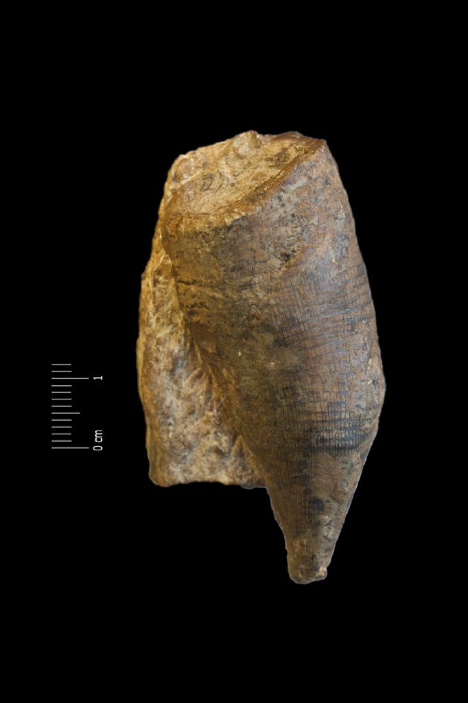 Fossile (invertebrato, esemplare)