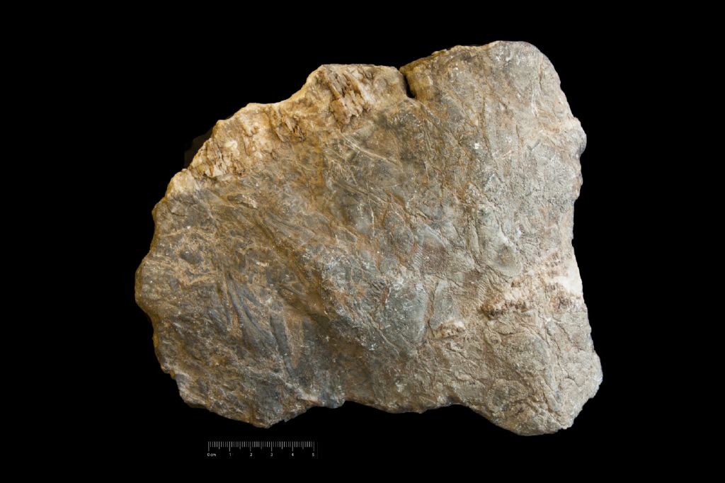 Fossile (invertebrato, archeociatina, associazione fossile)