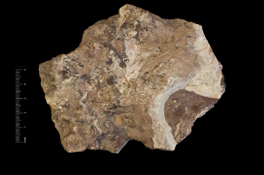 Fossile (invertebrato, serie)