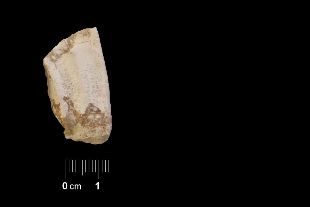 Fossile (invertebrato, esemplare)