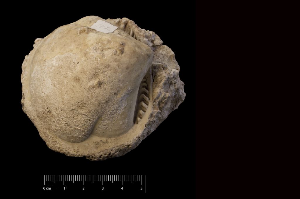 Fossile (invertebrato, esemplare)