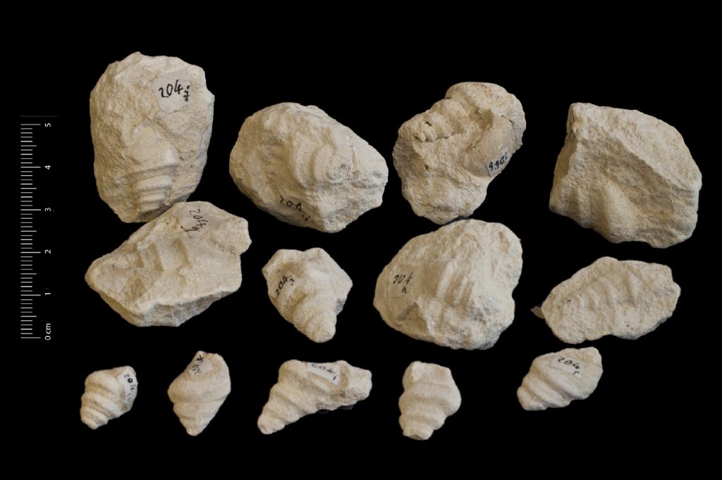 Fossile (invertebrato, serie)