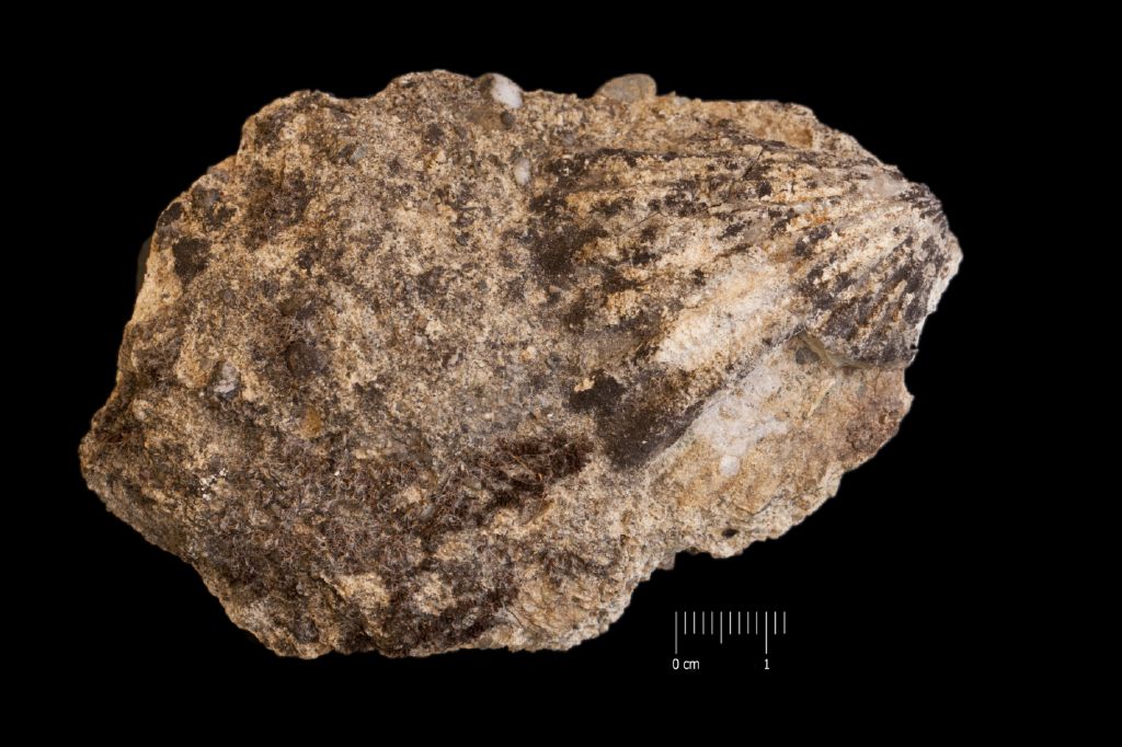 Fossile (invertebrato, esemplare)